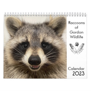 2023 Calendrier Raccoons de Gordon Wildlife