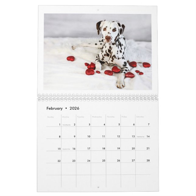 2024 Peace Love & Chocolate Dalmatien Calendrier (Feb 2026)
