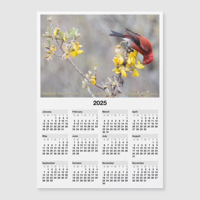 2025 5x7 Magnet Calendar Apapane Hawaiian Bird (Devant)