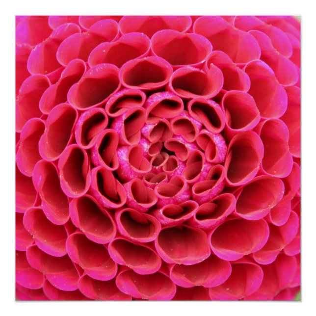 20"x20", Poster Paper (Semi-Gloss) Hot Pink Flower (Devant)