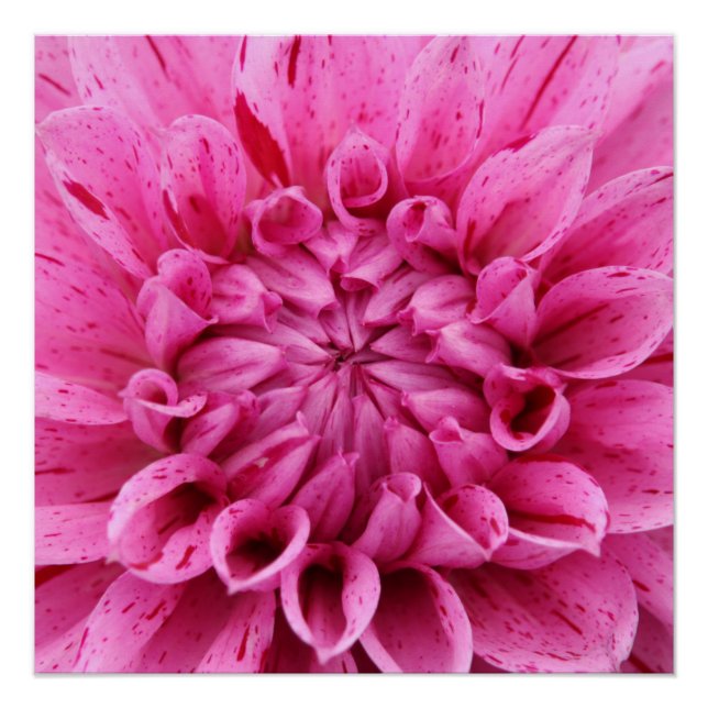 20"x20", Poster Paper (Semi-Gloss) Rose Flower (Devant)