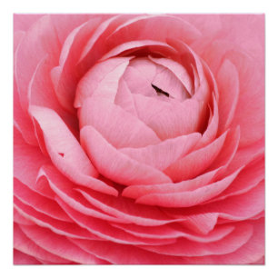 20"x20", Poster Paper (Semi-Gloss) Rose Flower