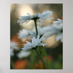 20" x 16", Value Poster Paper (Matte)