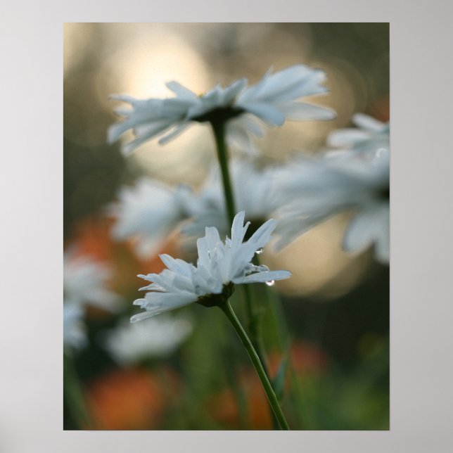 20" x 16", Value Poster Paper (Matte) (Devant)