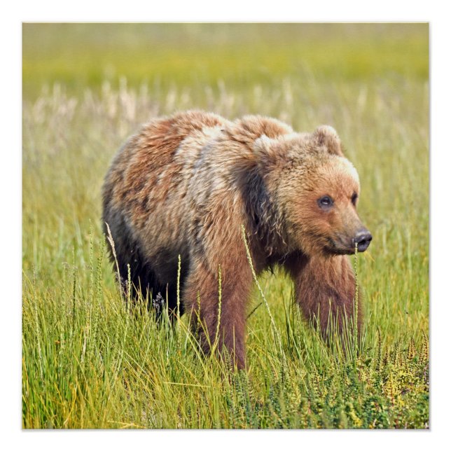 20x20 Poster brillant d'ours grizzli (Devant)