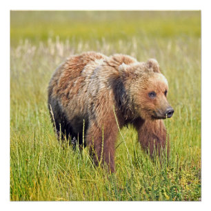 20x20 Poster glacé d'ours grizzli