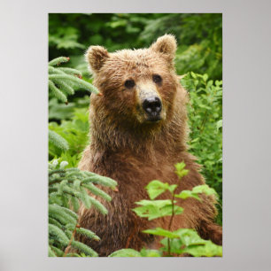 20x28 Poster (Matte) avec ours grizzli