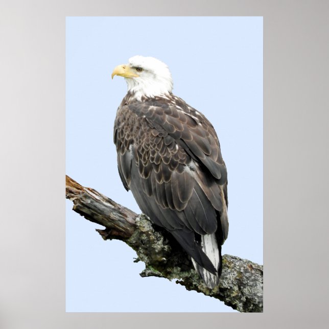24x36 Poster Paper (Matte) d'aigle (Devant)