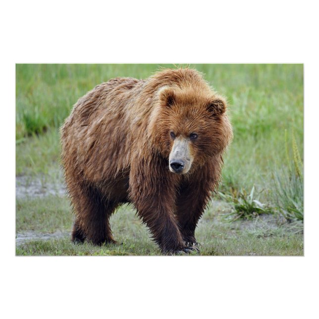 28x18.67 Poster glacé d'ours grizzli (Devant)