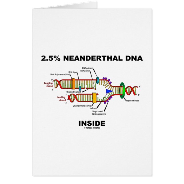 2,5% Intérieur d'ADN de Neanderthal (reproduction (Devant)