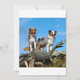 2 bergers australiens