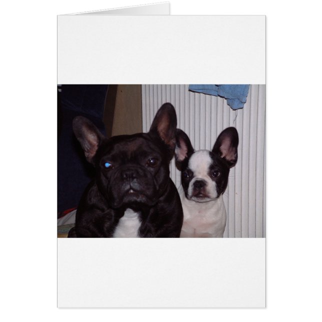 2 bulldogs français.png (Devant)