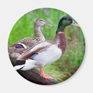 2 canards sur un aimant de barrière