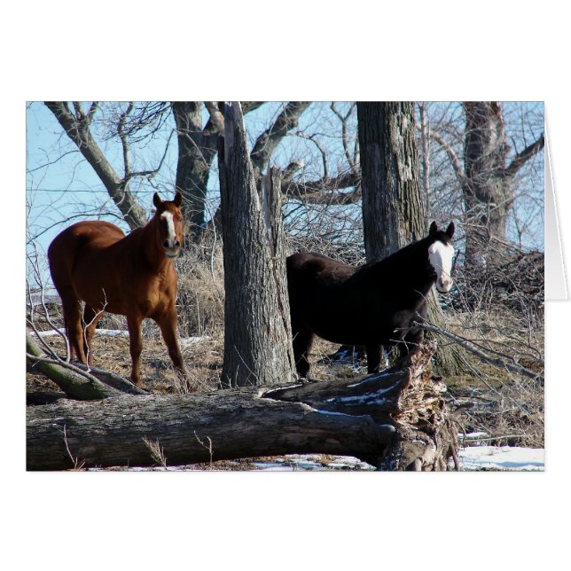 2 chevaux (Devant horizontal)