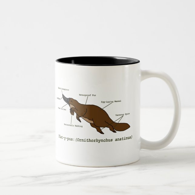 2 Couleurs La tasse extraordinaire d'ornithorynque (Droit)