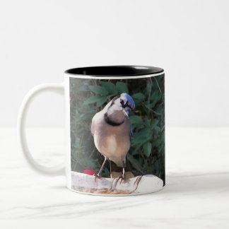2 Couleurs Moqueur de milliard et tasse de geai bleu