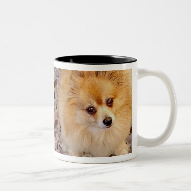 2 Couleurs Tasse de café de chien de Pomeranian (Droit)