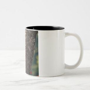 2 Couleurs Tasse de café de pivert de Pileated