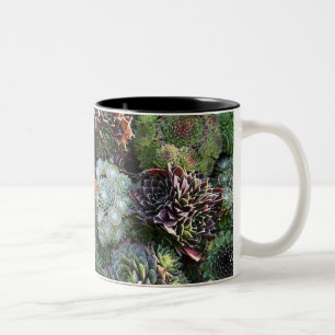 2 Couleurs Tasse de Sempervivum