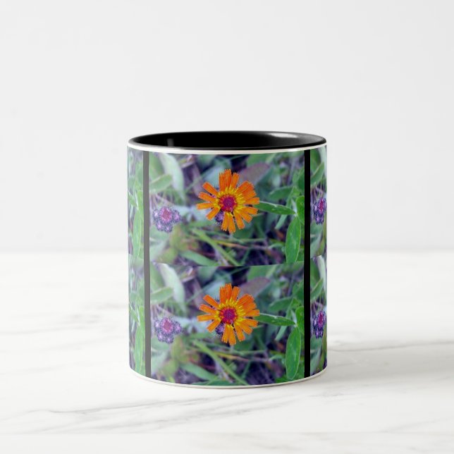 2 Couleurs Tasse du Hawkweed orange 1 (Centre)