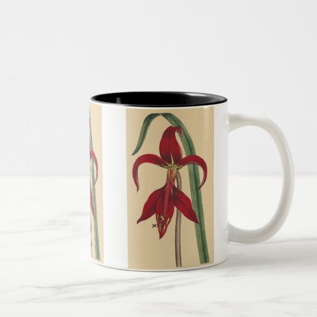 2 Couleurs Tasse vintage d'iris (Droit)