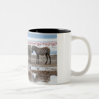 2 Couleurs Zèbre à la tasse de Nakuru Kenya de lac