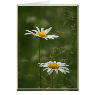 2 marguerites