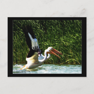 2 Pélicans Carte postale