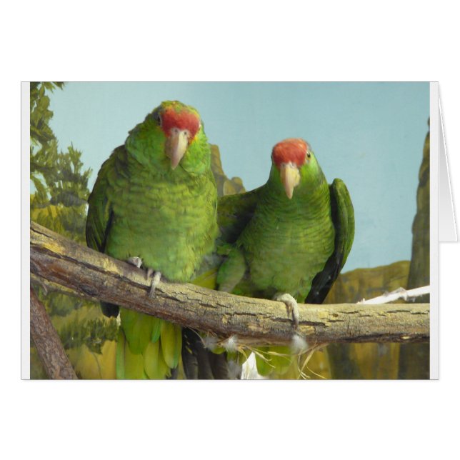 2 perroquets verts (Devant horizontal)