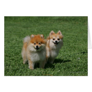 2 Pomeranians regardant l'appareil-photo
