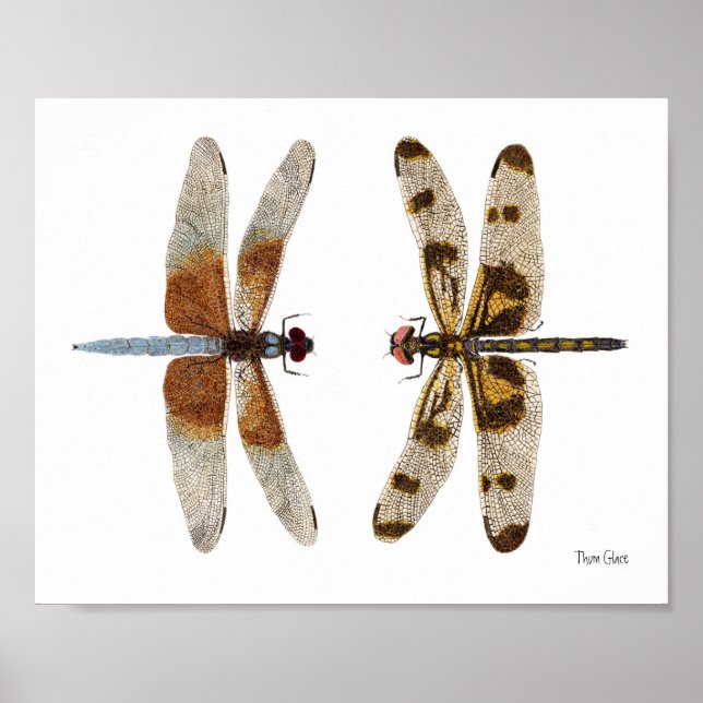 2 Poster d'Art Dragonflies (Devant)