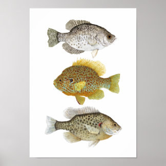 2 Poster Sunfish & a Crappie Art