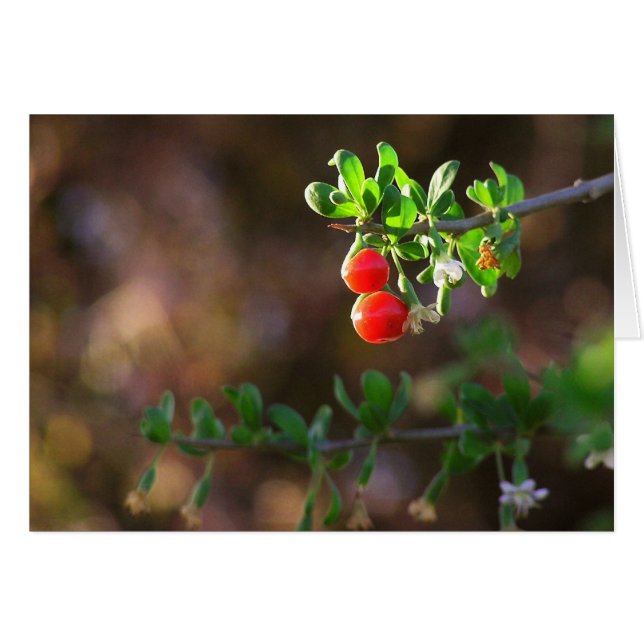 2BERRIES (Devant Horizontal)
