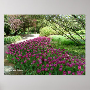 3033) affiches pourpre de tulipes (
