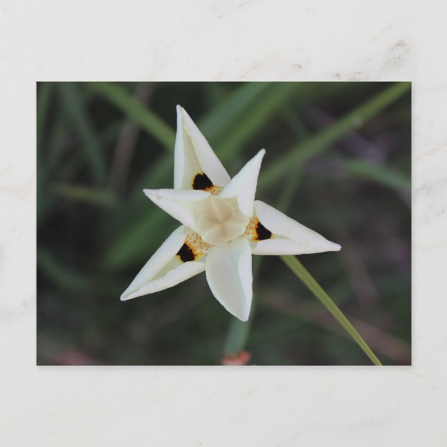 30 avril Carte postale Garden Flower (Devant)