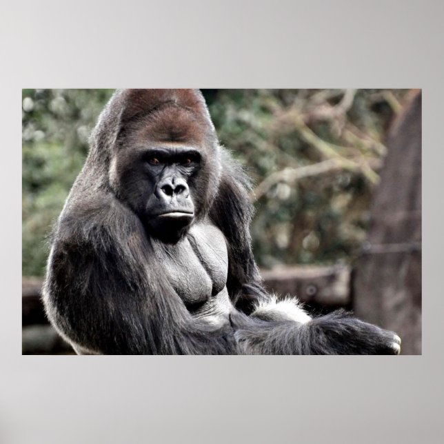 36 X 24 GORILLA PREMIUM CANVAS GLOSS POSTER (Devant)