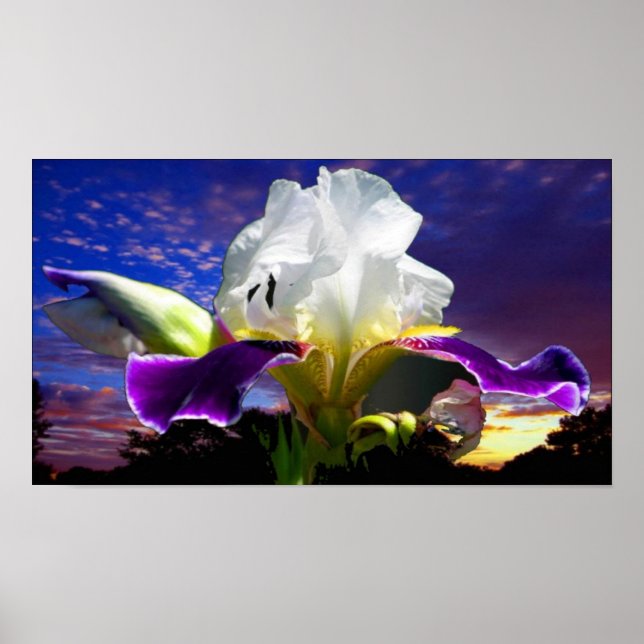 36" x 24", Value Poster Paper (Matte) (Devant)