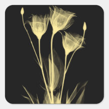 3 Fleurs X-Ray Étiquette de vin