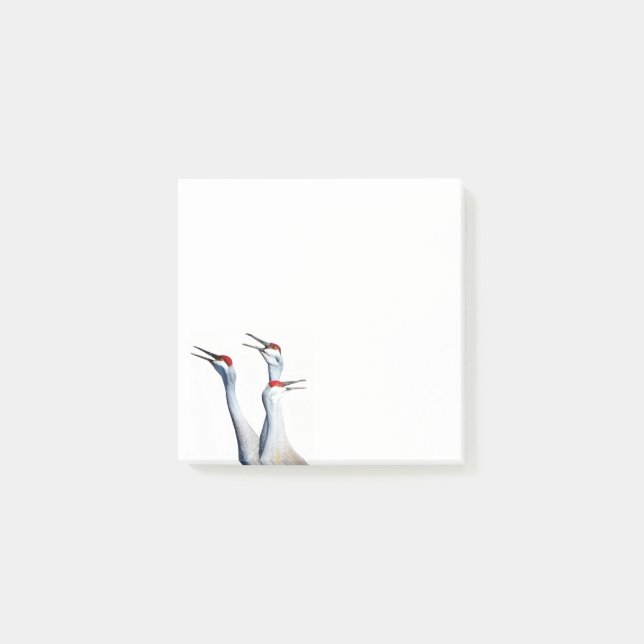 3 Grues Sandhill Photo 3x3 Post-it Notes (Devant)