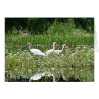 3 ibis blancs