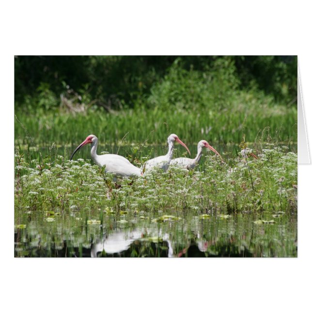 3 ibis blancs (Devant Horizontal)