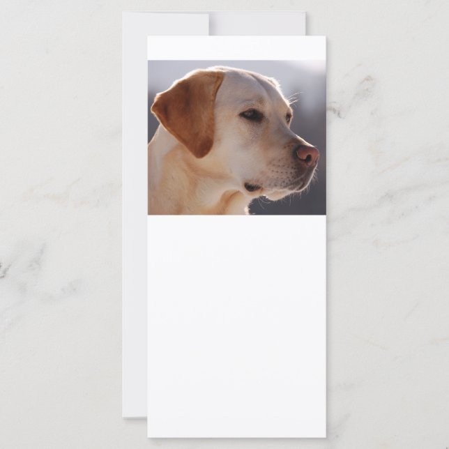 3 Labrador_Retriever (Devant)