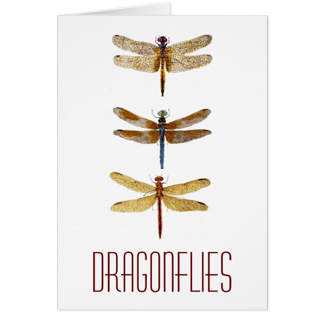 3 libellules (Devant)