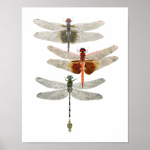 3 Poster d'Art Dragonfly