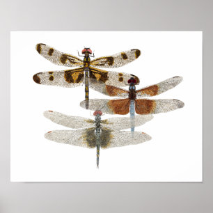 3 Poster d'Art Dragonfly
