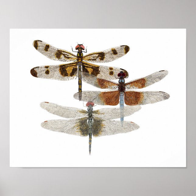 3 Poster d'Art Dragonfly (Devant)