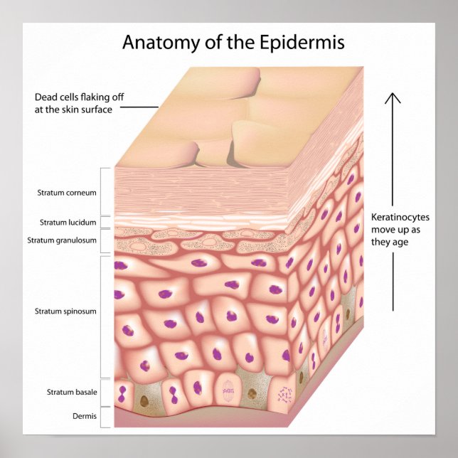 3d anatomy of the epidermis Poster (Devant)