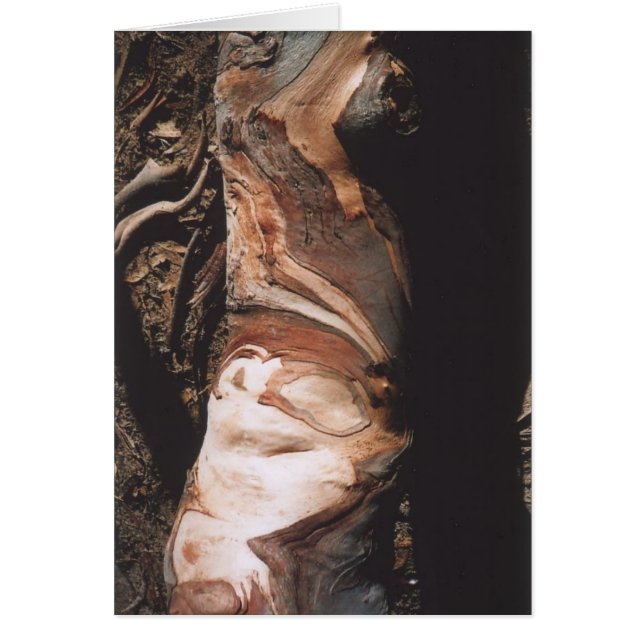 40. Motifs d'écorce, la Californie (Devant)