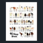 46 breeds of sheep poster<br><div class="desc">46 breeds of sheep poster.</div>
