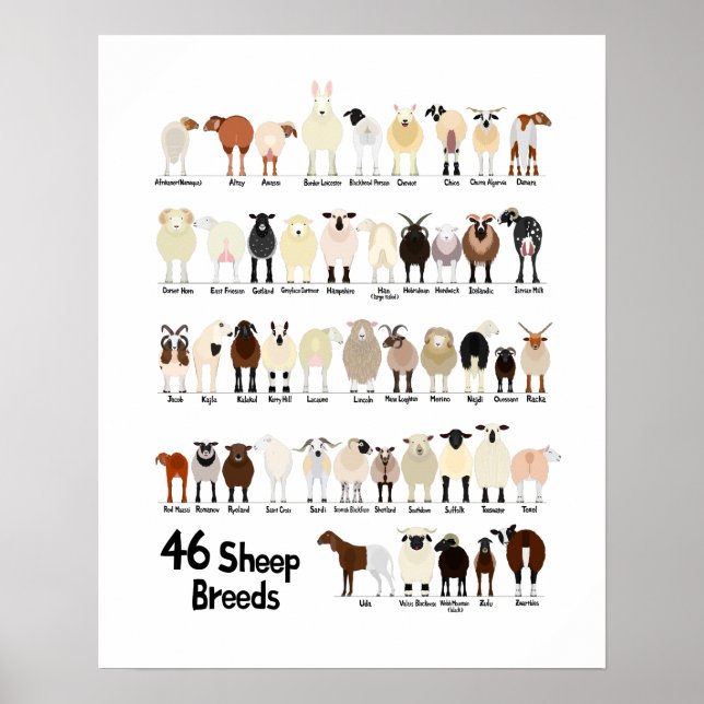 46 breeds of sheep poster (Devant)